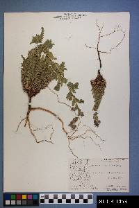 Phacelia integrifolia image